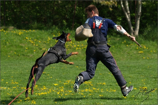 Dogs in training 5/2008